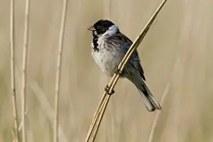 Schoeniclus: Common Reed Bunting