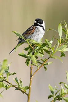 Schoeniclus: Common Reed Bunting (Emberiza schoeniclus) perc