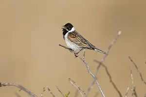 Schoeniclus: Common Reed Bunting - male singing in breeding territory