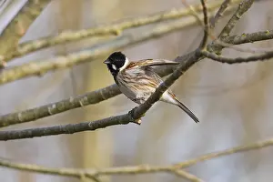 Schoeniclus: Common Reed Bunting - male stting on branch, stretching
