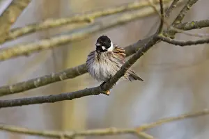 Schoeniclus: Common Reed Bunting - male stting on branch, North