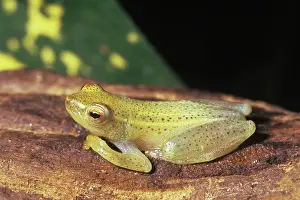 Hyperoliidae: Common Reed Frog (Hyperolius viridiflavus)