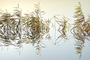Overijssel: Common Reed (Phragmites australis) reflecting o