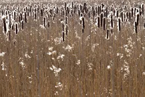 Cattail: Common reed (Phragmites bulrush (Typha latifolia)