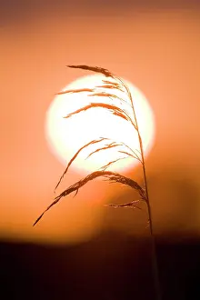 Phragmites: Common Reed - silhouetted against setting sun