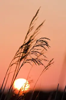 Phragmites: Common Reed - silhouetted against setting sun