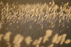 Phragmites: Common Reeds