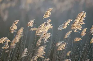 Phragmites: Common Reeds