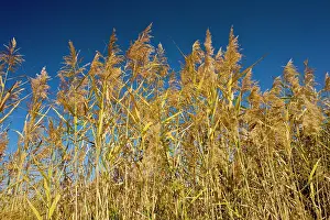 Phragmites: Common reeds in flower, autumn