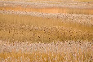 Phragmites: Common Reeds - in reedbed