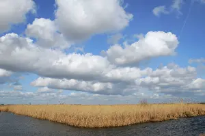 Phragmites: Common Reeds - at waters edge