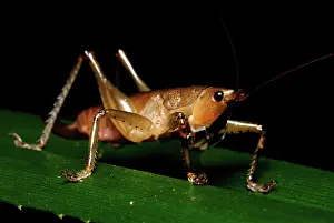 Katydid: Common Requena Katydid