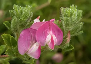 Restharrow: Common Restharrow