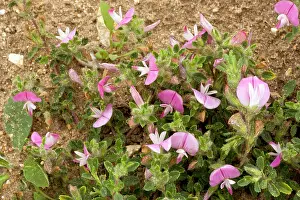 Restharrow: Common Restharrow - in flower