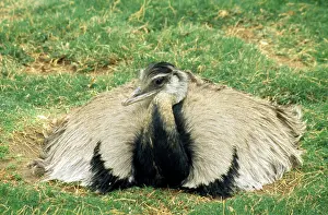 Albescens: Common Rhea - male on eggs