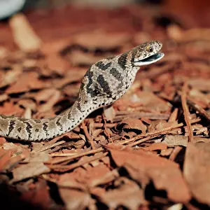 Scabra: Common / Rhombic Egg-Eating Snake - Showing egg