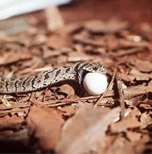 Rhombic: Common / Rhombic EGG-EATING SNAKE - swallowing egg
