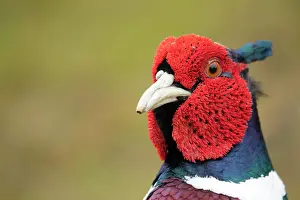 Ring: Common or Ring-necked pheasant (Phasianus colchicus)