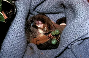 Rescued: Common ring-tailed possum (Pseudocheirus peregrinus)
