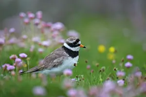 Plovers: Common Ringed Plover