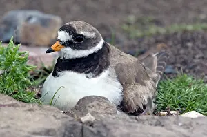 Plovers: Common Ringed Plover