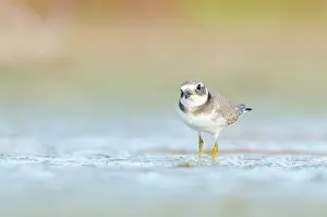 Hiaticula: Common Ringed Plover