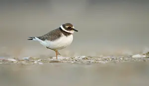 Hiaticula: Common Ringed Plover