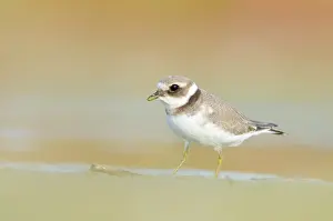 Hiaticula: Common Ringed Plover