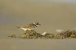 Seashell: Common Ringed Plover