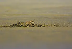 Hiaticula: Common Ringed Plover