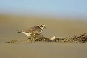 Hiaticula: Common Ringed Plover