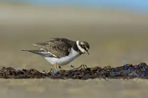 Hiaticula: Common Ringed Plover