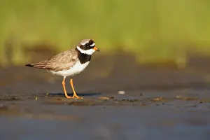 Hiaticula: Common Ringed Plover