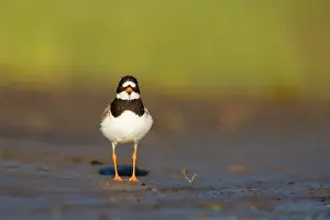 Hiaticula: Common Ringed Plover