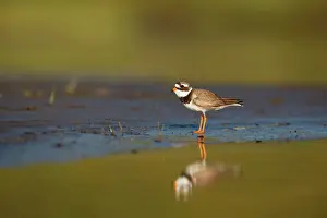 Hiaticula: Common Ringed Plover