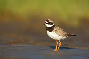 Hiaticula: Common Ringed Plover