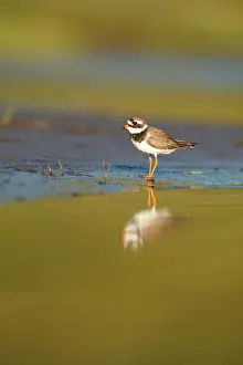 Hiaticula: Common Ringed Plover