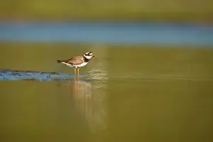Hiaticula: Common Ringed Plover