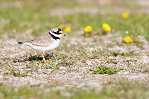 Duinen: Common Ringed Plover