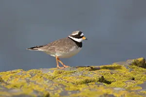 Afsluitdijk: Common Ringed Plover