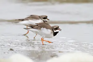 Helder: Common Ringed Plover