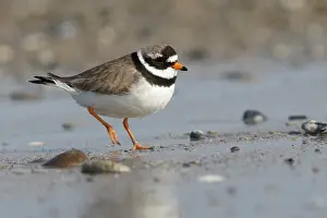 Hiaticula: Common Ringed Plover