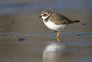 Ijmuiden: Common Ringed Plover