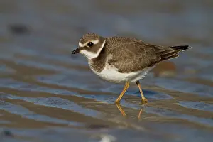 Ijmuiden: Common Ringed Plover