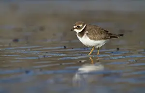 Ijmuiden: Common Ringed Plover