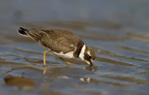 Ijmuiden: Common Ringed Plover