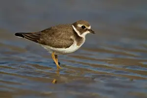 Ijmuiden: Common Ringed Plover