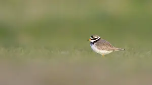 Duinen: Common Ringed Plover