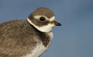 Hiaticula: Common Ringed Plover