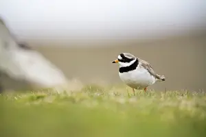 Hiaticula: Common Ringed Plover